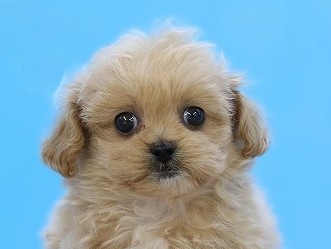 埼玉県のペキプー(ペキニーズ×プードル) (かねだい草加店/2025年12月14日生まれ/女の子/アプリコット)の子犬の2枚目の画像