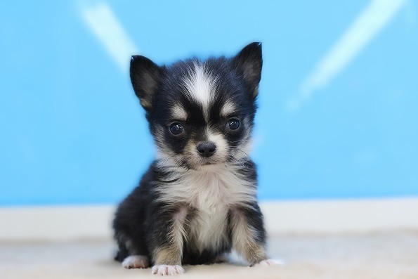 埼玉県のチワワ(ロング) (かねだい草加店/2025年12月14日生まれ/男の子/ブラックタンホワイト)の子犬の1枚目の画像