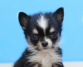 埼玉県のチワワ(ロング) (かねだい草加店/2025年12月14日生まれ/男の子/ブラックタンホワイト)の子犬の2枚目の画像