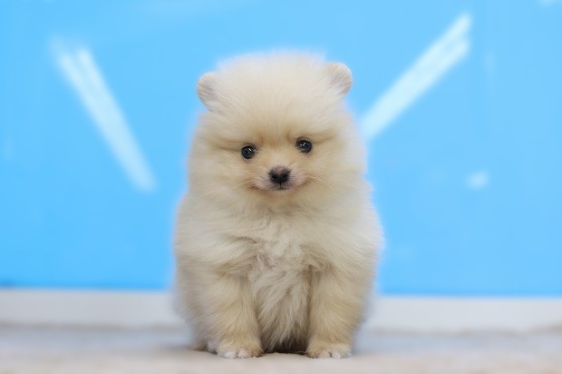 埼玉県のポメラニアン (かねだい草加店/2025年12月13日生まれ/男の子/オレンジ)の子犬の1枚目の画像