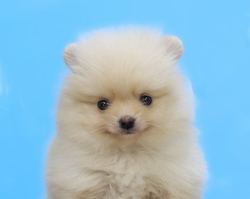 埼玉県のポメラニアン (かねだい草加店/2025年12月13日生まれ/男の子/オレンジ)の子犬の2枚目の画像