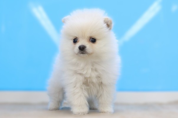 埼玉県のポメラニアン (かねだい草加店/2025年12月12日生まれ/女の子/クリーム)の子犬の1枚目の画像