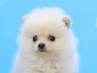 埼玉県のポメラニアン (かねだい草加店/2025年12月12日生まれ/女の子/クリーム)の子犬の2枚目の画像