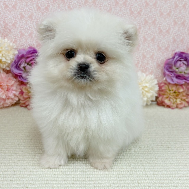 千葉県のハーフ犬・ミックス犬 (かねだい四街道店/2025年12月9日生まれ/男の子/クリーム)の子犬の1枚目の画像