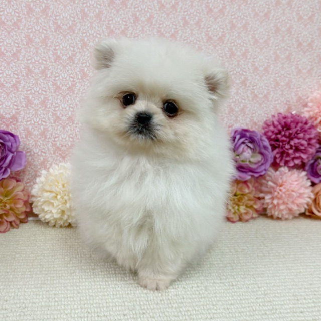 千葉県のハーフ犬・ミックス犬 (かねだい四街道店/2025年12月9日生まれ/男の子/クリーム)の子犬の2枚目の画像