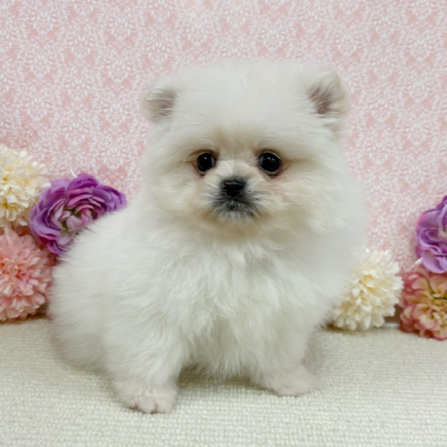 千葉県のハーフ犬・ミックス犬 (かねだい四街道店/2025年12月9日生まれ/男の子/クリーム)の子犬の3枚目の画像