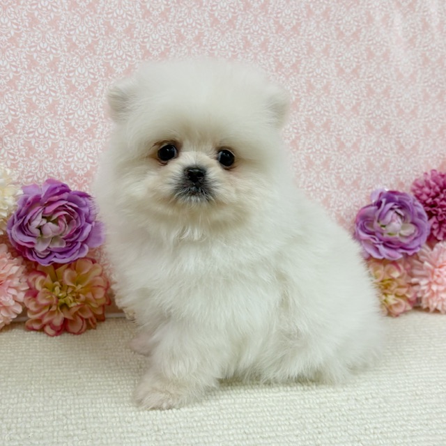 千葉県のハーフ犬・ミックス犬 (かねだい四街道店/2025年12月9日生まれ/男の子/クリーム)の子犬の4枚目の画像