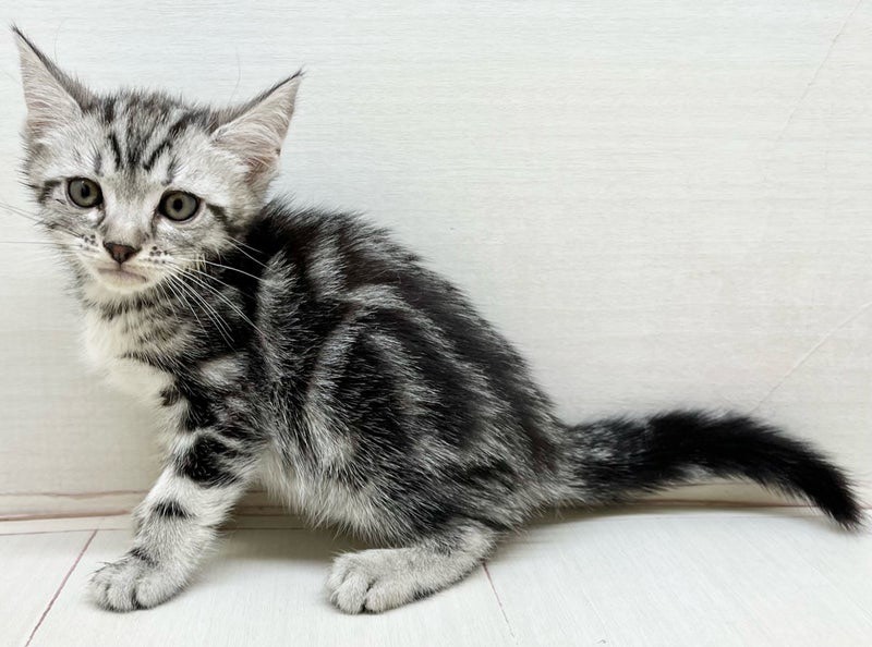 価格の安い子猫（ネコちゃん）をさがす / ペットショップ【かねだい】