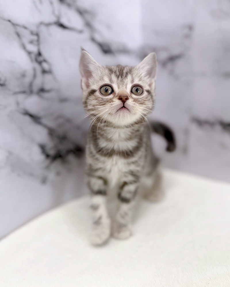 神奈川県のアメリカンショートヘアー (かねだい東戸塚店/2025年12月10日生まれ/女の子/シルバータビー)の子猫の1枚目の画像