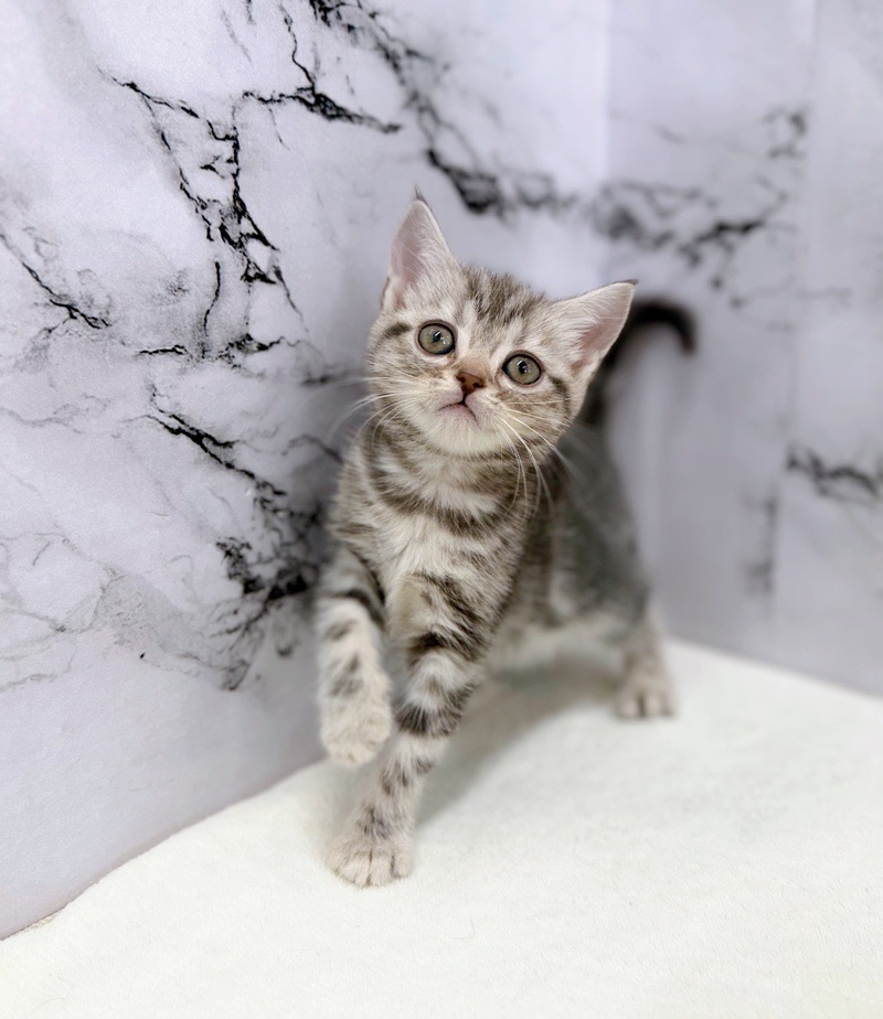 神奈川県のアメリカンショートヘアー (かねだい東戸塚店/2025年12月10日生まれ/女の子/シルバータビー)の子猫の2枚目の画像
