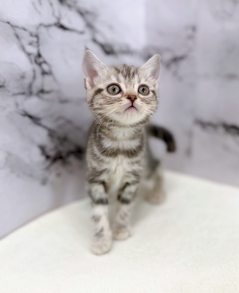 神奈川県のアメリカンショートヘアー (かねだい東戸塚店/2025年12月10日生まれ/女の子/シルバータビー)の子猫の3枚目の画像
