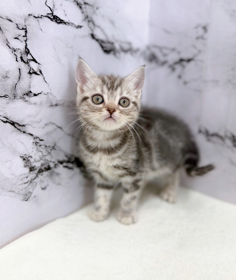 神奈川県のアメリカンショートヘアー (かねだい東戸塚店/2025年12月10日生まれ/女の子/シルバータビー)の子猫の4枚目の画像