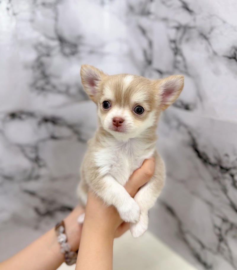 神奈川県のチワワ(ロング) (かねだい東戸塚店/2025年12月14日生まれ/男の子/イザベラタンホワイト)の子犬の2枚目の画像