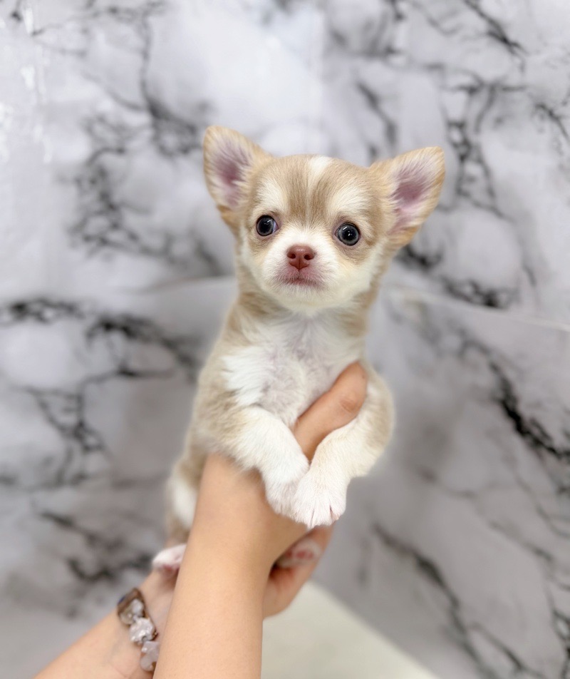 神奈川県のチワワ(ロング) (かねだい東戸塚店/2025年12月14日生まれ/男の子/イザベラタンホワイト)の子犬の3枚目の画像