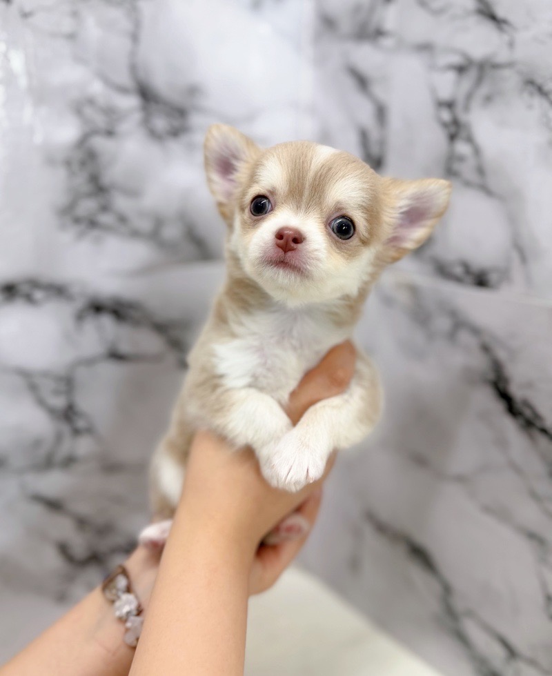 神奈川県のチワワ(ロング) (かねだい東戸塚店/2025年12月14日生まれ/男の子/イザベラタンホワイト)の子犬の4枚目の画像