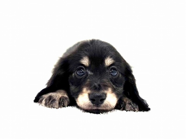 東京都のミニチュアダックスフンド(ロング) (かねだい本町田店/2025年12月12日生まれ/男の子/ブラックタン)の子犬の1枚目の画像