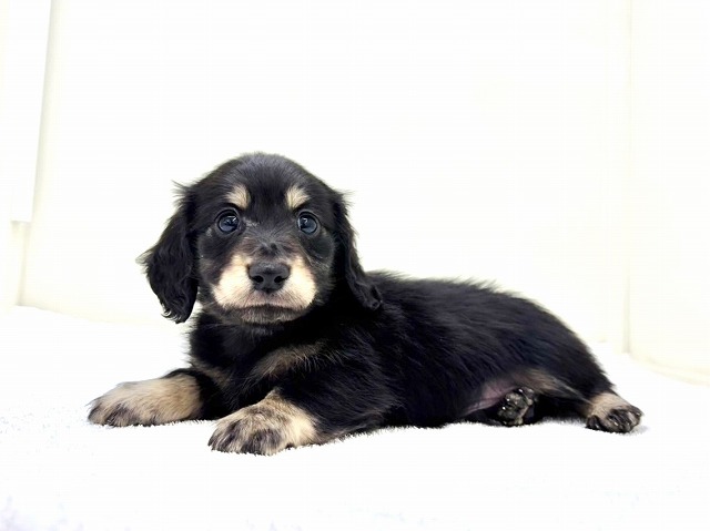 東京都のミニチュアダックスフンド(ロング) (かねだい本町田店/2025年12月12日生まれ/男の子/ブラックタン)の子犬の2枚目の画像