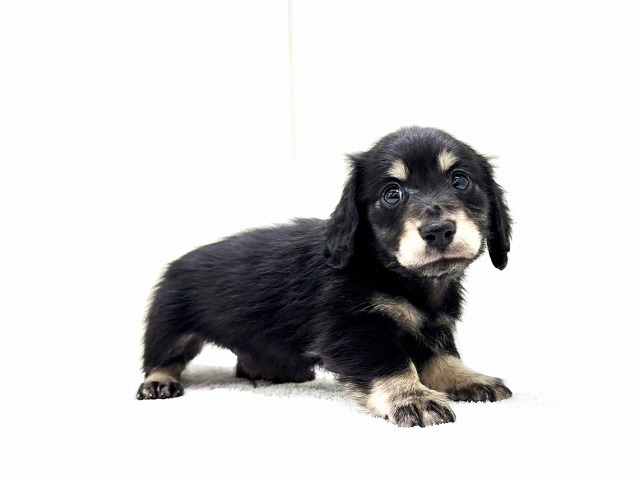 東京都のミニチュアダックスフンド(ロング) (かねだい本町田店/2025年12月12日生まれ/男の子/ブラックタン)の子犬の3枚目の画像