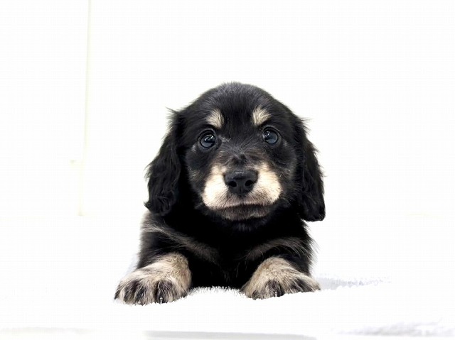 東京都のミニチュアダックスフンド(ロング) (かねだい本町田店/2025年12月12日生まれ/男の子/ブラックタン)の子犬の4枚目の画像