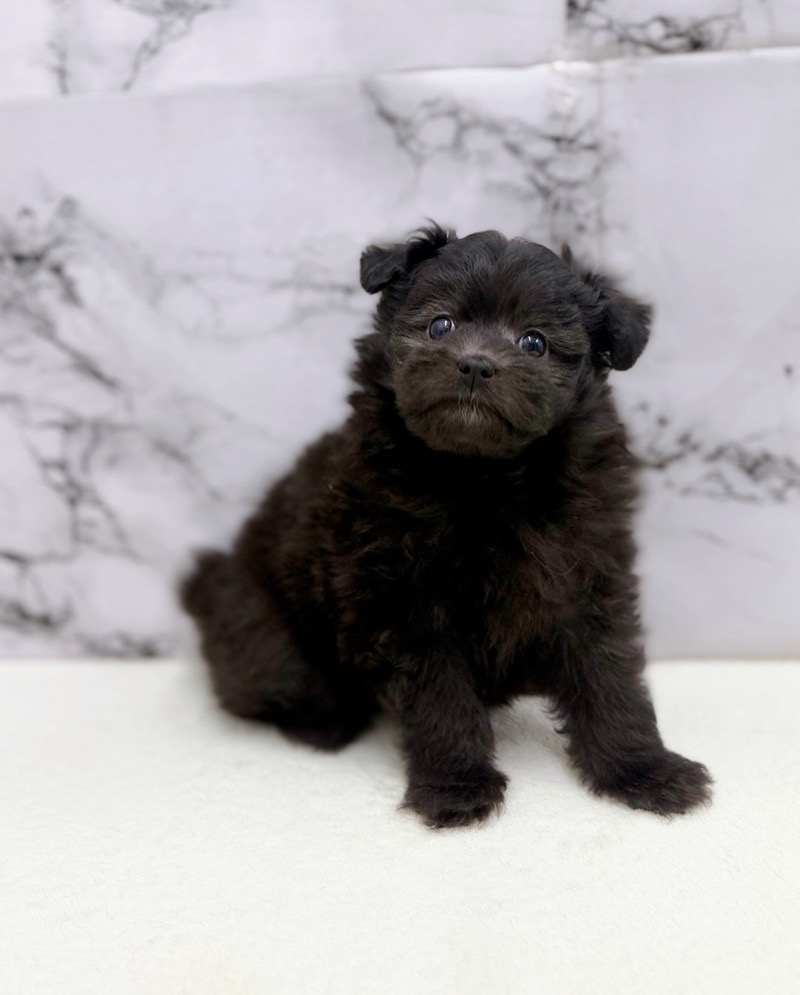 神奈川県のポメプー(ポメラニアン×プードル) (かねだい東戸塚店/2025年12月13日生まれ/女の子/ブラック)の子犬の1枚目の画像