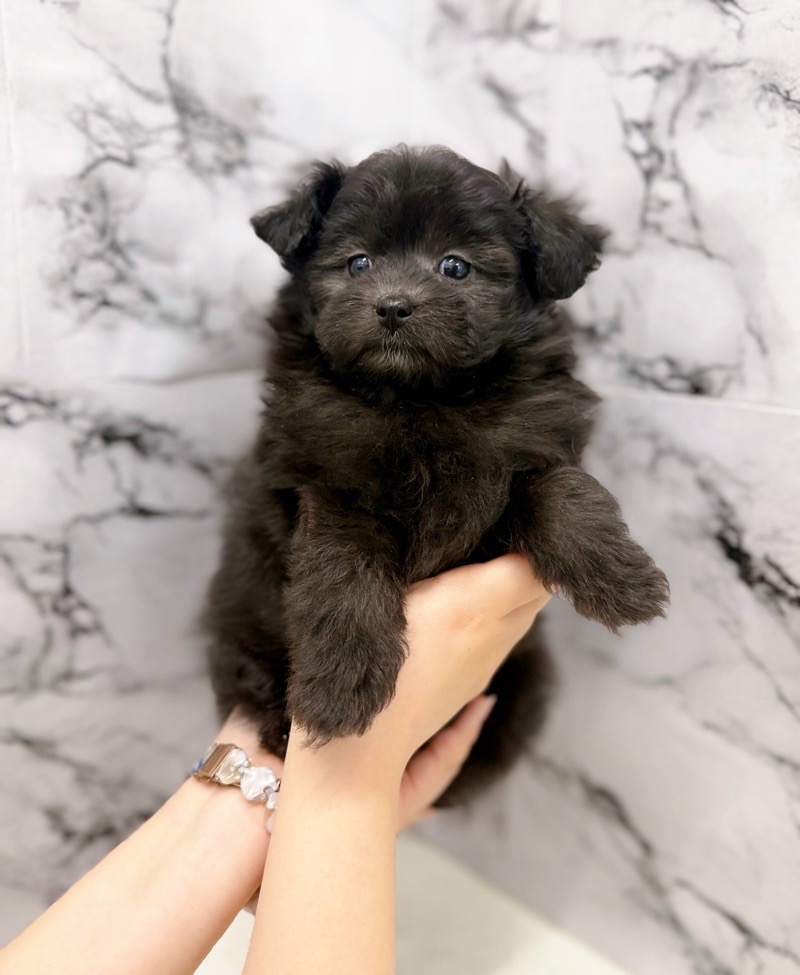 神奈川県のポメプー(ポメラニアン×プードル) (かねだい東戸塚店/2025年12月13日生まれ/女の子/ブラック)の子犬の2枚目の画像