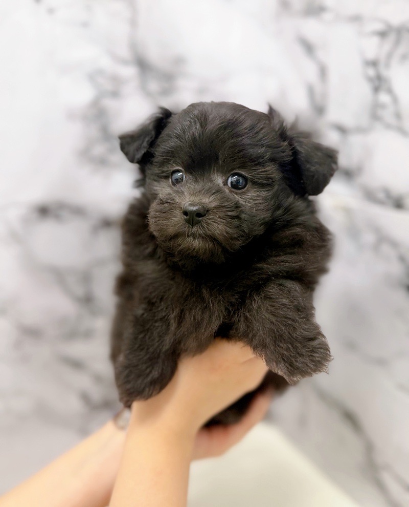 神奈川県のポメプー(ポメラニアン×プードル) (かねだい東戸塚店/2025年12月13日生まれ/女の子/ブラック)の子犬の4枚目の画像