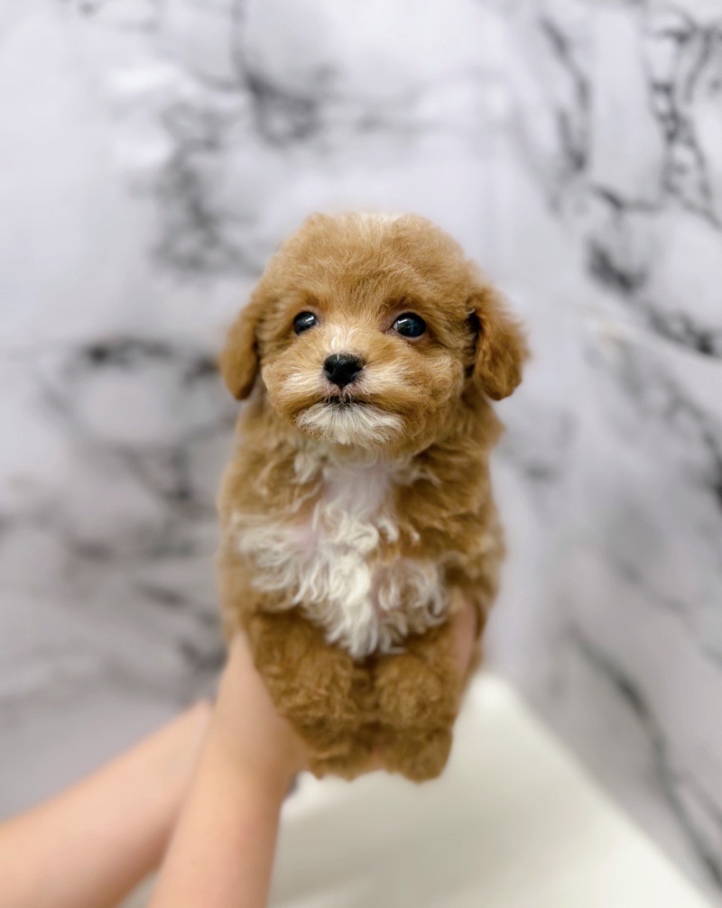 神奈川県のトイプードル(トイ) (かねだい東戸塚店/2025年12月13日生まれ/女の子/アプリコットホワイト)の子犬の2枚目の画像