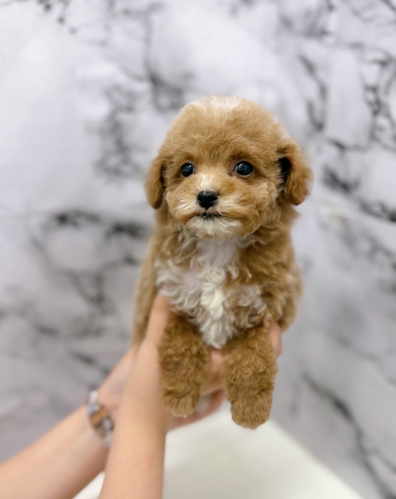 神奈川県のトイプードル(トイ) (かねだい東戸塚店/2025年12月13日生まれ/女の子/アプリコットホワイト)の子犬の3枚目の画像