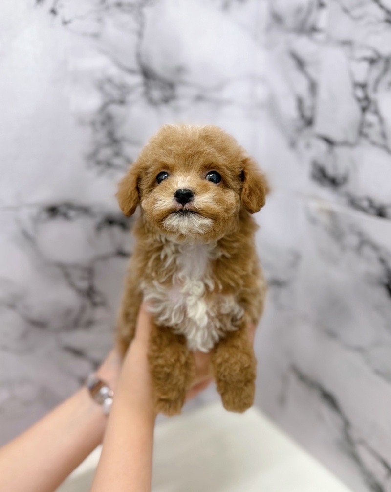 神奈川県のトイプードル(トイ) (かねだい東戸塚店/2025年12月13日生まれ/女の子/アプリコットホワイト)の子犬の4枚目の画像