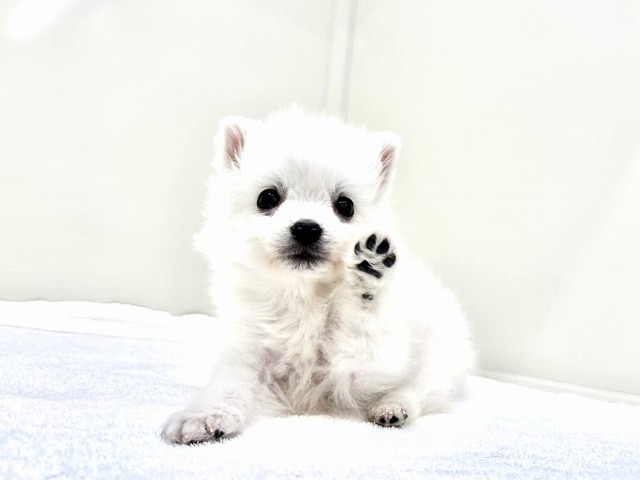東京都の日本スピッツ (かねだい本町田店/2025年12月6日生まれ/男の子/ホワイト)の子犬