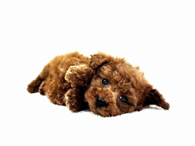 東京都のトイプードル(トイ) (かねだい本町田店/2025年12月14日生まれ/男の子/レッド)の子犬の1枚目の画像