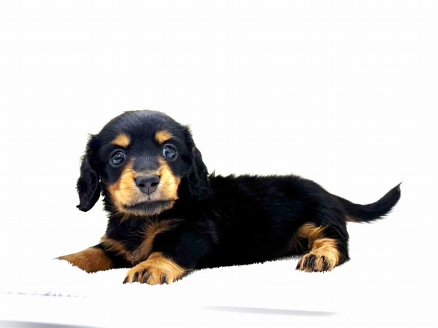 東京都のミニチュアダックスフンド(ロング) (かねだい本町田店/2025年12月12日生まれ/男の子/ブラックタン)の子犬の1枚目の画像