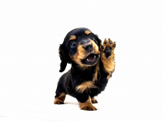 東京都のミニチュアダックスフンド(ロング) (かねだい本町田店/2025年12月12日生まれ/男の子/ブラックタン)の子犬の3枚目の画像