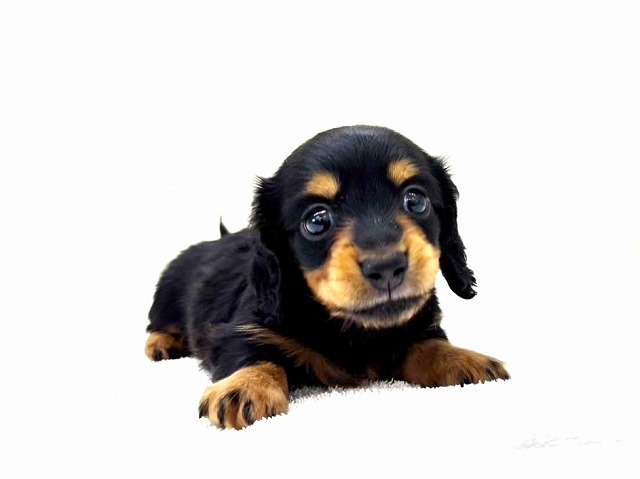 東京都のミニチュアダックスフンド(ロング) (かねだい本町田店/2025年12月12日生まれ/男の子/ブラックタン)の子犬の4枚目の画像