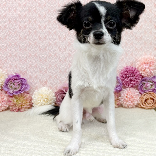 千葉県のチワワ(ロング) (かねだい四街道店/2025年8月3日生まれ/男の子/ブラックタンホワイト)の子犬の2枚目の画像