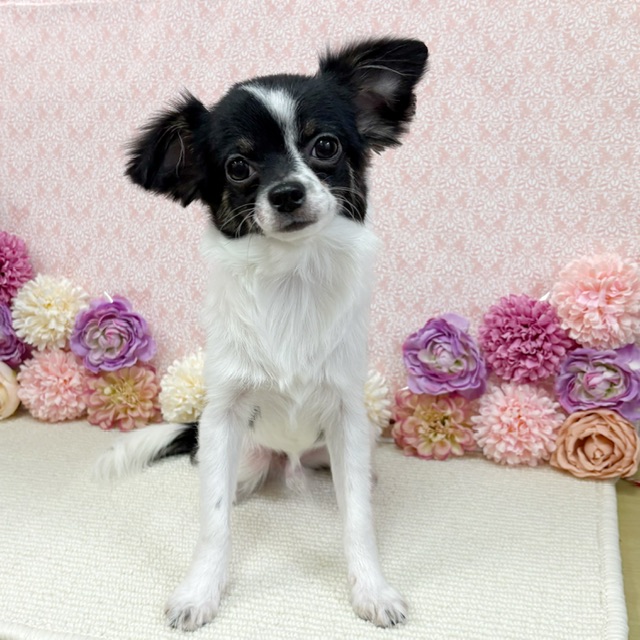 千葉県のチワワ(ロング) (かねだい四街道店/2025年8月3日生まれ/男の子/ブラックタンホワイト)の子犬の3枚目の画像