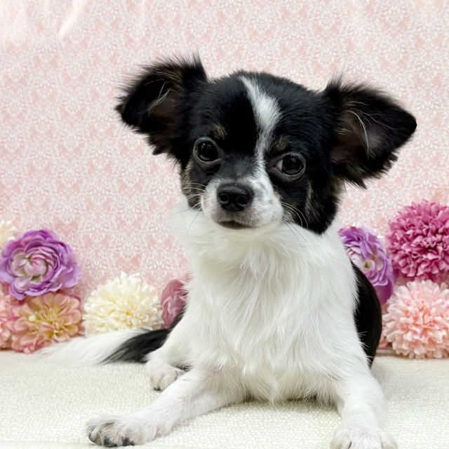 千葉県のチワワ(ロング) (かねだい四街道店/2025年8月3日生まれ/男の子/ブラックタンホワイト)の子犬の4枚目の画像