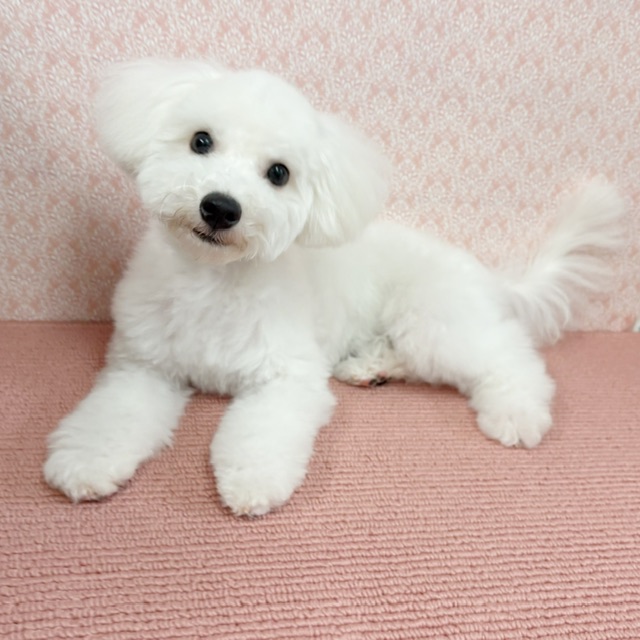 千葉県のビションフリーゼ (かねだい四街道店/2025年8月23日生まれ/男の子/ホワイト)の子犬の1枚目の画像