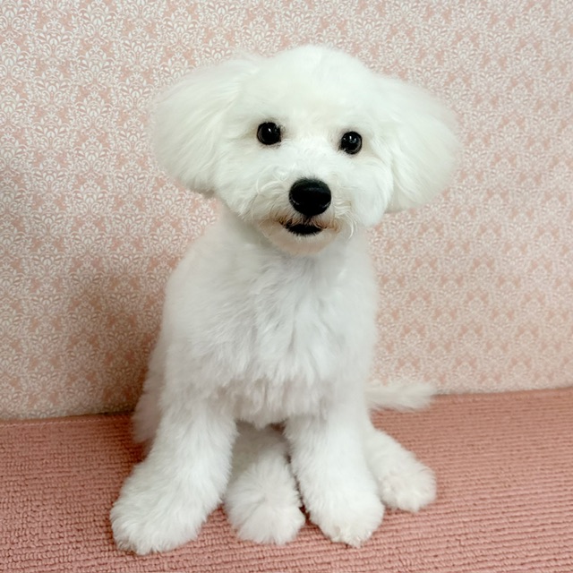 千葉県のビションフリーゼ (かねだい四街道店/2025年8月23日生まれ/男の子/ホワイト)の子犬の2枚目の画像