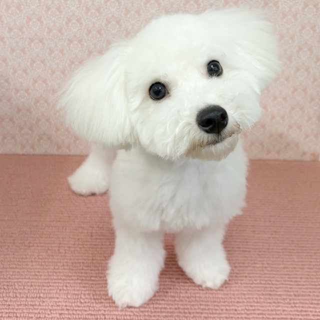 千葉県のビションフリーゼ (かねだい四街道店/2025年8月23日生まれ/男の子/ホワイト)の子犬の4枚目の画像