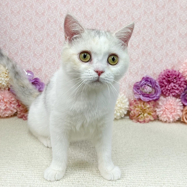 千葉県のブリティッシュショートヘアー (かねだい四街道店/2025年8月30日生まれ/女の子/ダイリュートキャリコ)の子猫の1枚目の画像