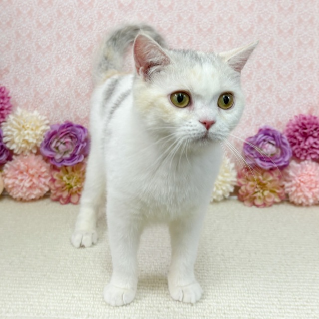 千葉県のブリティッシュショートヘアー (かねだい四街道店/2025年8月30日生まれ/女の子/ダイリュートキャリコ)の子猫の2枚目の画像