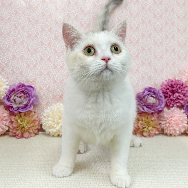 千葉県のブリティッシュショートヘアー (かねだい四街道店/2025年8月30日生まれ/女の子/ダイリュートキャリコ)の子猫の3枚目の画像