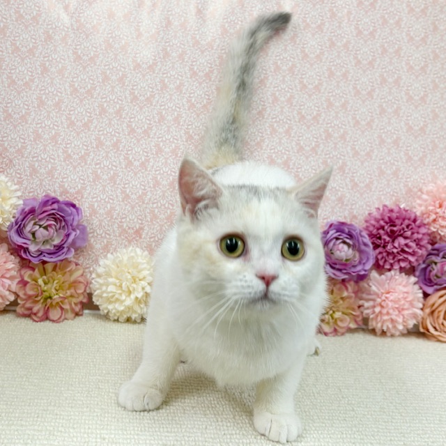 千葉県のブリティッシュショートヘアー (かねだい四街道店/2025年8月30日生まれ/女の子/ダイリュートキャリコ)の子猫の4枚目の画像