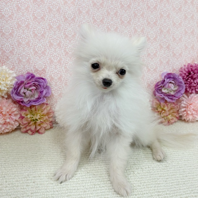 千葉県のポメラニアン (かねだい四街道店/2025年10月12日生まれ/男の子/クリーム)の子犬の2枚目の画像