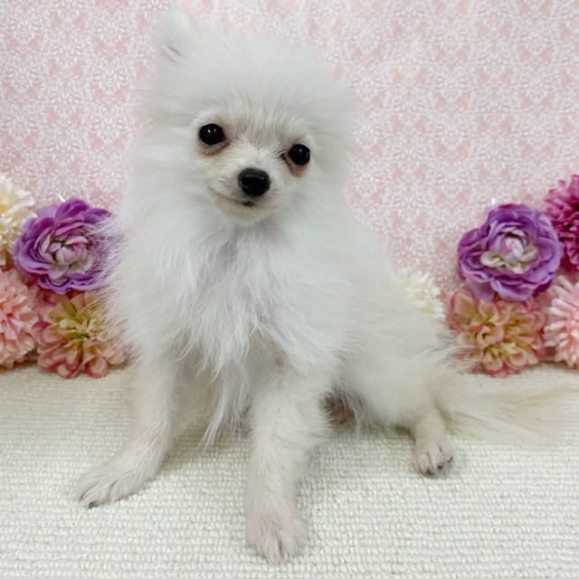 千葉県のポメラニアン (かねだい四街道店/2025年10月12日生まれ/男の子/クリーム)の子犬の3枚目の画像