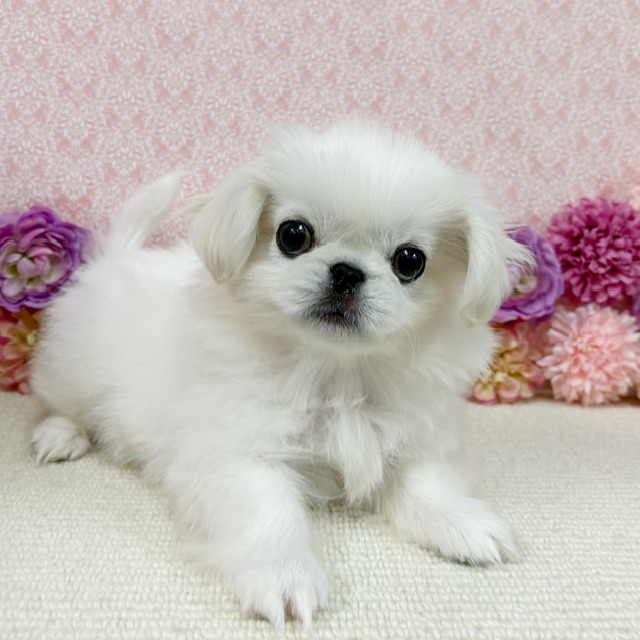 千葉県のペキニーズ (かねだい四街道店/2025年11月8日生まれ/男の子/ホワイト)の子犬の2枚目の画像