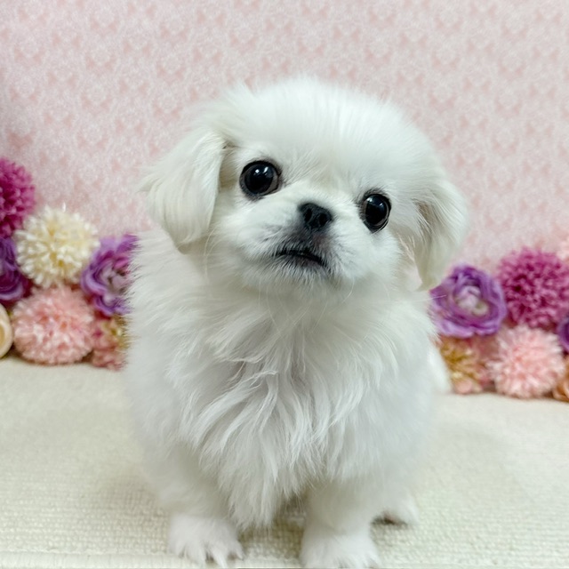 千葉県のペキニーズ (かねだい四街道店/2025年11月8日生まれ/男の子/ホワイト)の子犬の4枚目の画像