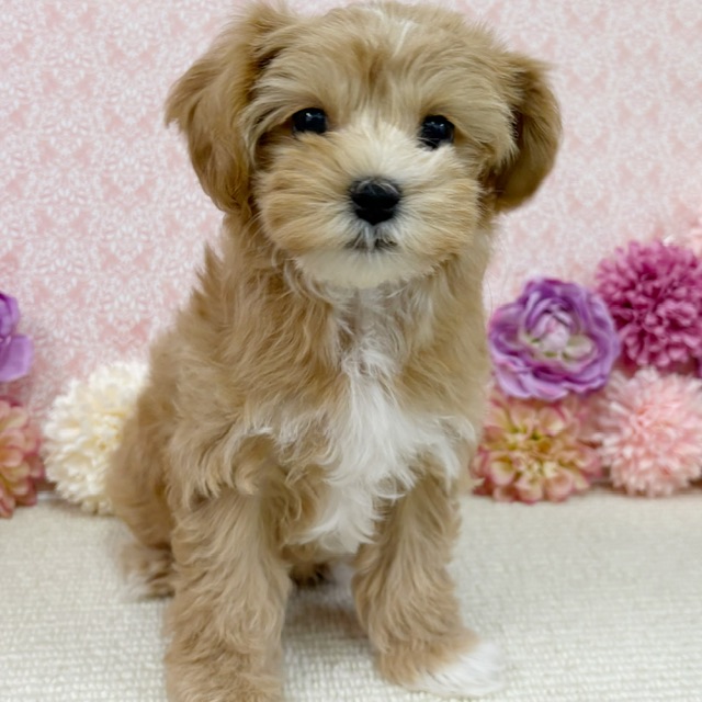 千葉県のハーフ犬・ミックス犬 (かねだい四街道店/2025年11月15日生まれ/女の子/アプリコット)の子犬の2枚目の画像