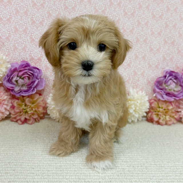 千葉県のハーフ犬・ミックス犬 (かねだい四街道店/2025年11月15日生まれ/女の子/アプリコット)の子犬の3枚目の画像